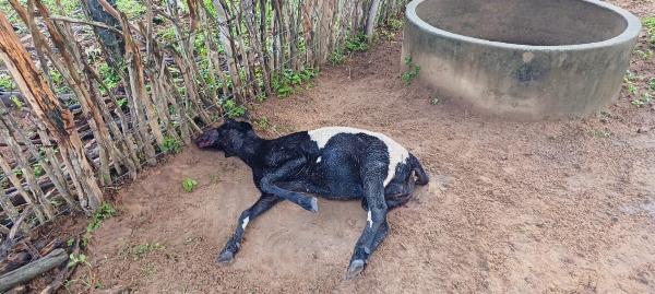 Cães invadem propriedade e deixam sete animais mortos em Quixabeira