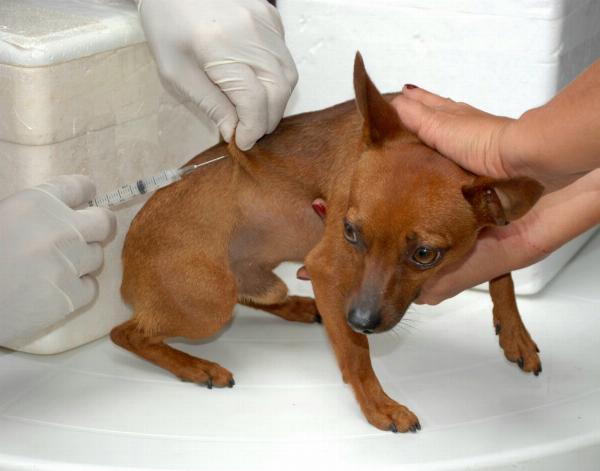 Serrinha realiza vacinação antirrábica para cães em povoados entre 18 e 27 de agosto