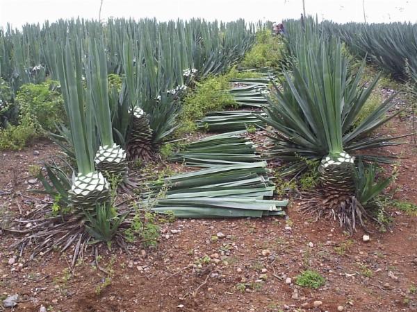 Governo lança projeto para capacitar agricultores e produzir biocombustível na região do Sisal