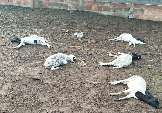 Novo ataque de cães deixa cinco animais mortos na zona rural de Barrocas