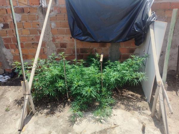 Teofilândia: Homem é preso com pés de maconha e punhal após denúncia de ameaças