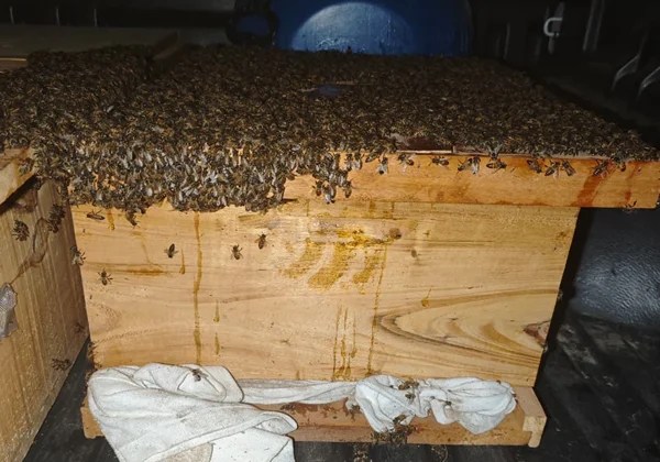 Quinze pessoas ficam feridas após ataque de abelhas em Capim Grosso