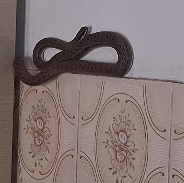 Serpente é encontrada dentro de armário de cozinha em Conceição do Coité