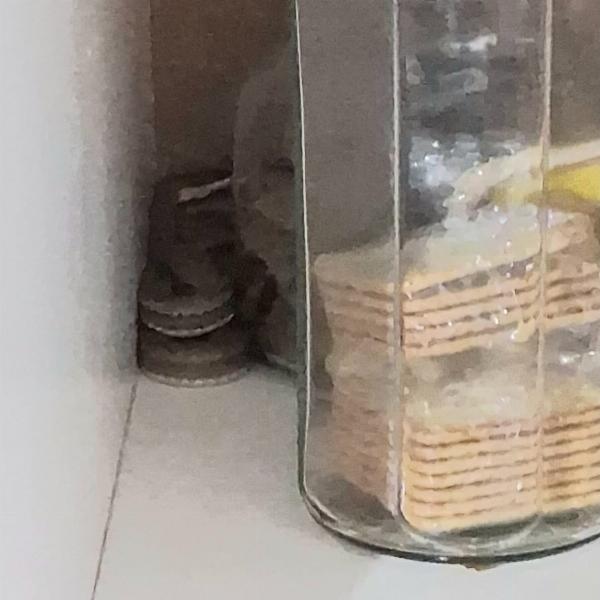Serpente é encontrada dentro de armário de cozinha em Conceição do Coité