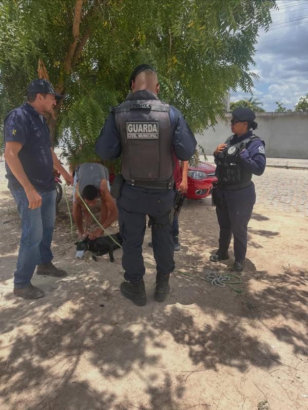 Cadela é atingida por tiro de espingarda e sobrevive após resgate na zona rural de Serrinha