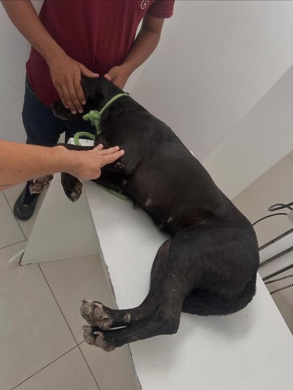 Cadela é atingida por tiro de espingarda e sobrevive após resgate na zona rural de Serrinha