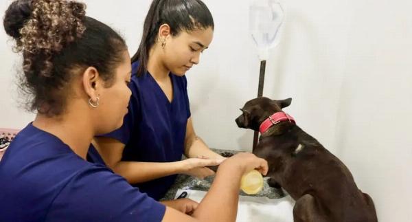 Governo da Bahia lança programa inédito de castração de cães em Gavião e Conceição do Coité