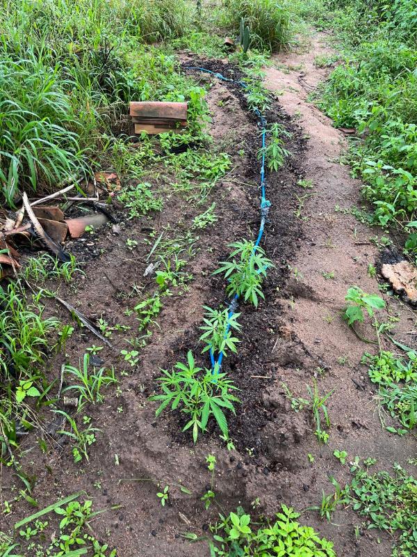 Polícia Civil procura homem que expulsou mãe de casa para transformar imóvel em plantação de maconha