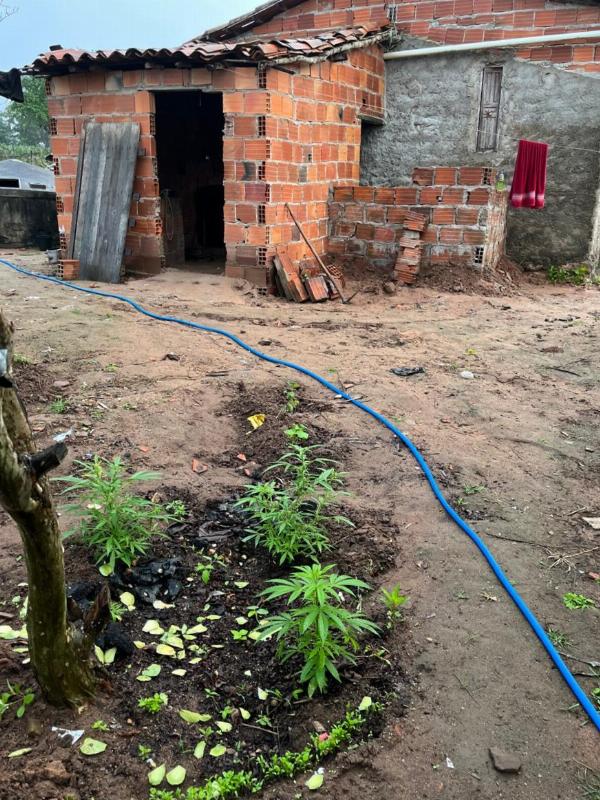 Polícia Civil procura homem que expulsou mãe de casa para transformar imóvel em plantação de maconha