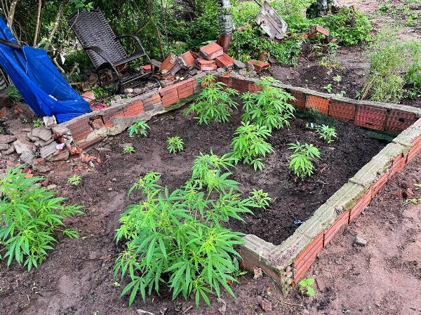Polícia Civil procura homem que expulsou mãe de casa para transformar imóvel em plantação de maconha
