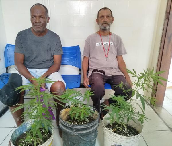 PM apreende pés de maconha e conduz idosos à delegacia em Conceição do Coité