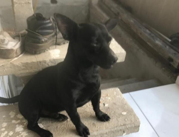Vídeo mostra idoso furtando cachorro e levando animal na garupa de moto em Serrinha