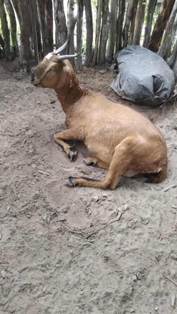 Seis cabras prenhas morrem após ataque de cães na zona rural de Serrinha