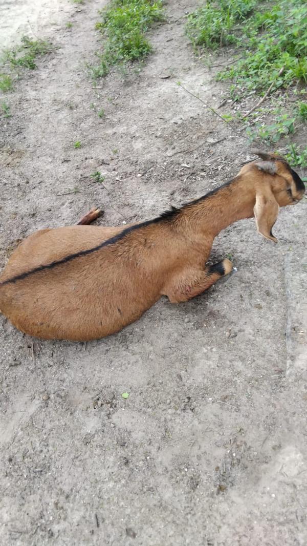 Seis cabras prenhas morrem após ataque de cães na zona rural de Serrinha