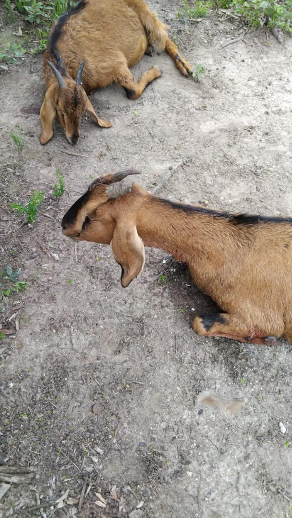 Seis cabras prenhas morrem após ataque de cães na zona rural de Serrinha