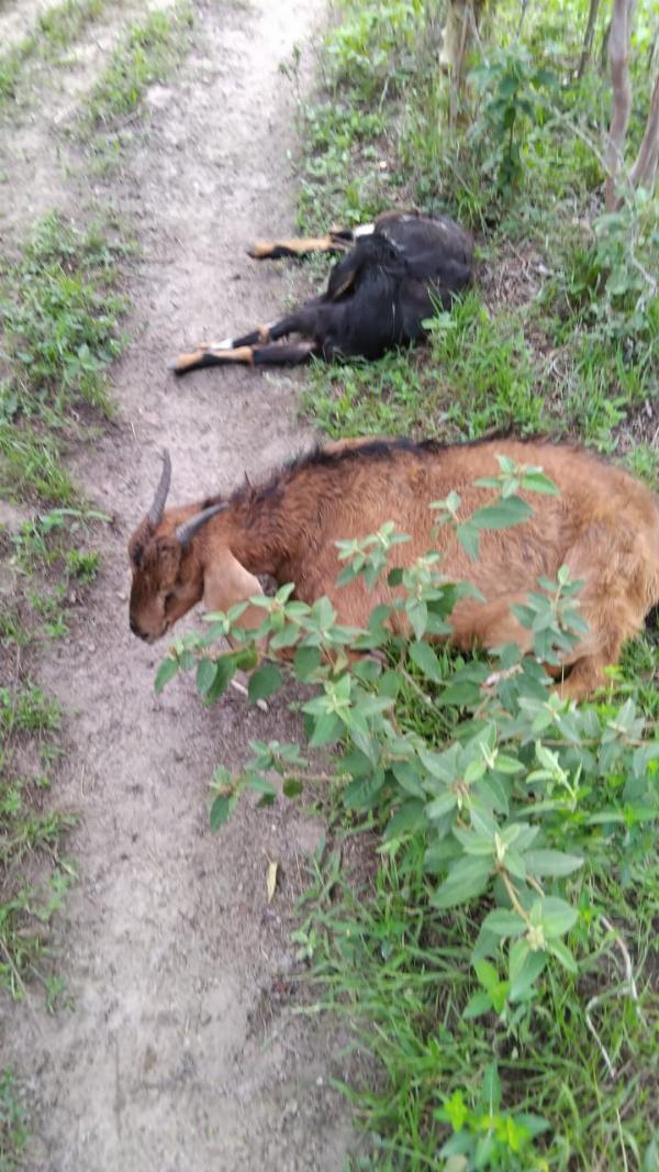 Seis cabras prenhas morrem após ataque de cães na zona rural de Serrinha