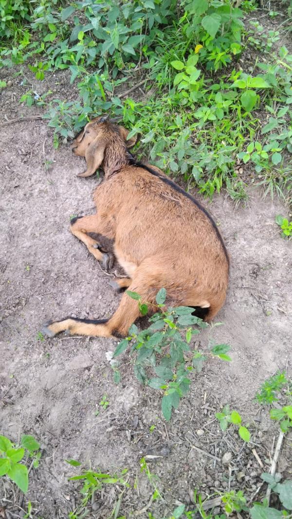Seis cabras prenhas morrem após ataque de cães na zona rural de Serrinha