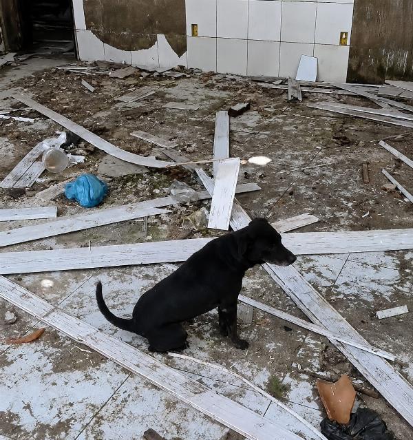 Animais em situação de maus-tratos são resgatados pela Polícia Civil em Santo Estêvão