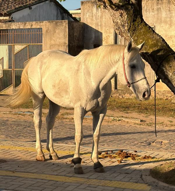 Cavalo de vaquejada avaliado em R$ 100 mil é recuperado após ser levado de Santa Bárbara
