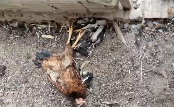 Cães invadem propriedade rural e matam cerca de 37 aves em Quixabeira