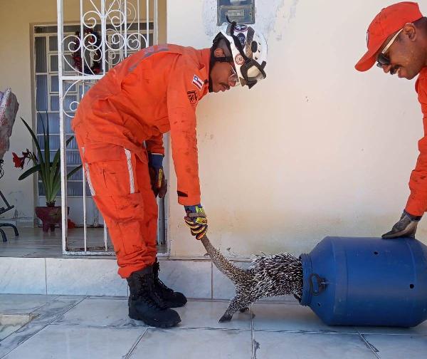 Porco-espinho é resgatado pelo Corpo de Bombeiros em Senhor do Bonfim