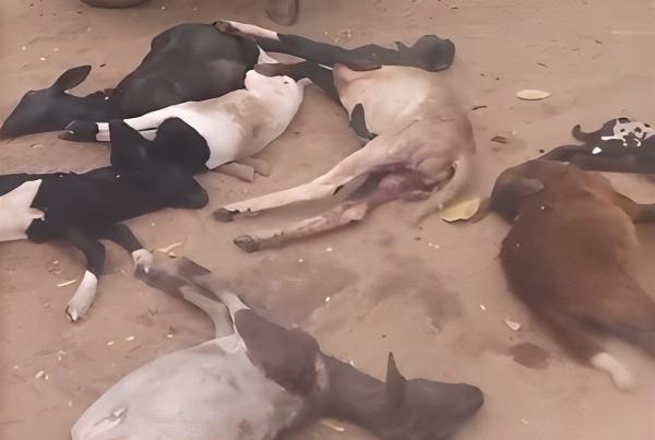Ataque de cães deixa nove ovelhas mortas em zona rural de Ipirá