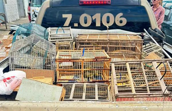 Cinco são detidos ao tentar vender aves silvestres em Santo Estevão