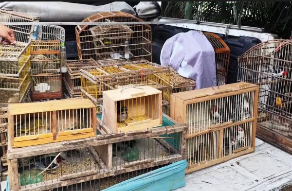 Cinco são detidos ao tentar vender aves silvestres em Santo Estevão