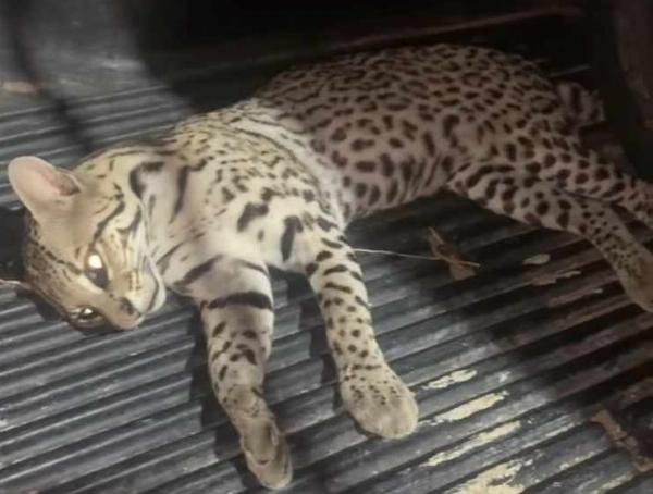 Jaguatirica é encontrada morta na BA-411, em Barrocas