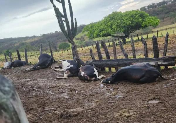 Raio mata sete cabeças de gado na região de Jacobina