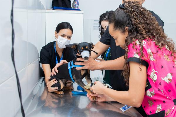 Serrinha realiza nova etapa de castração gratuita de cães e gatos para famílias de baixa renda