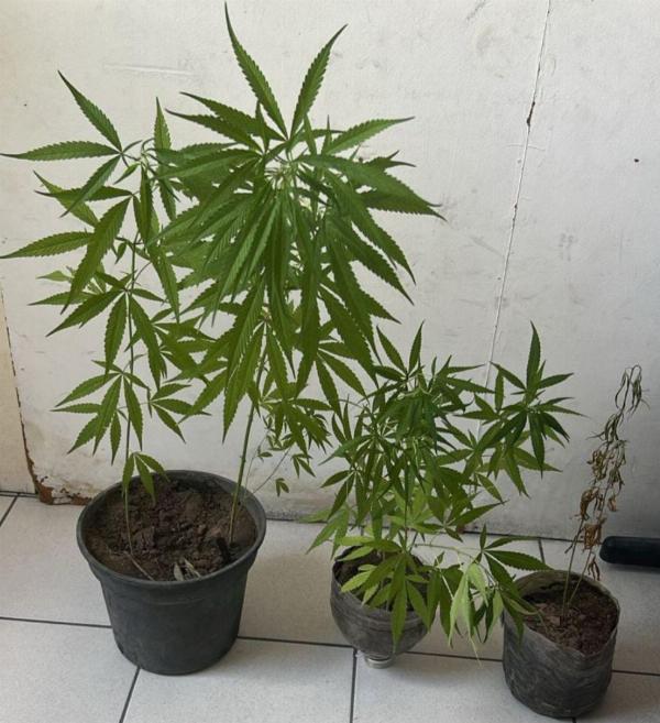 CETO apreende drogas em ações distintas na região do Sisal