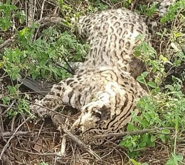 Jaguatirica adulta é encontrada morta em Riachão do Jacuípe; suspeita é de que animal foi atropelado