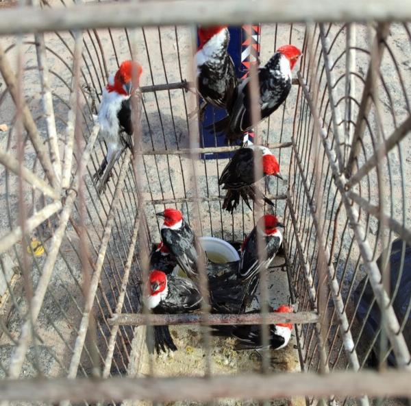 Serrinha: Operação na 'Feira do Rolo' apreende 18 aves e prende duas pessoas