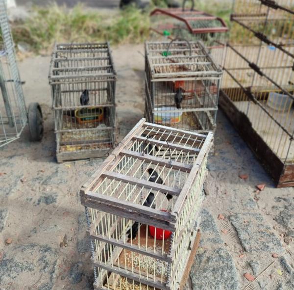 Serrinha: Operação na 'Feira do Rolo' apreende 18 aves e prende duas pessoas