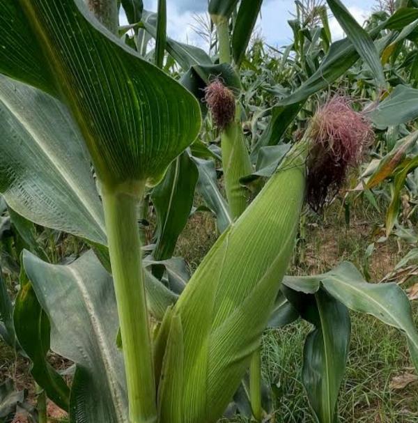 Preço do milho cai e pode baratear alimentos na Bahia