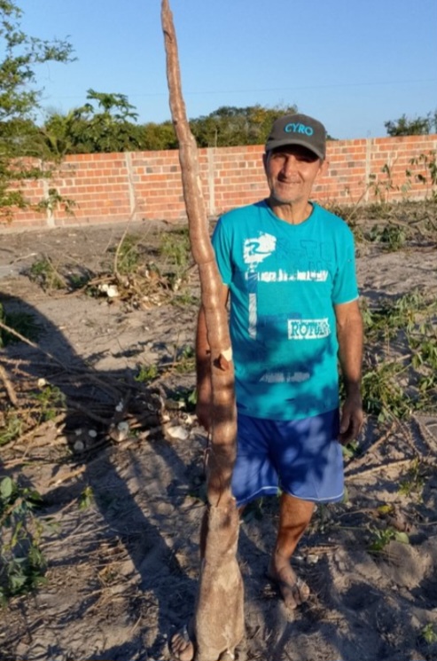 Agricultor se surpreende com mandioca de 2 metros colhida em Conceição do Coité