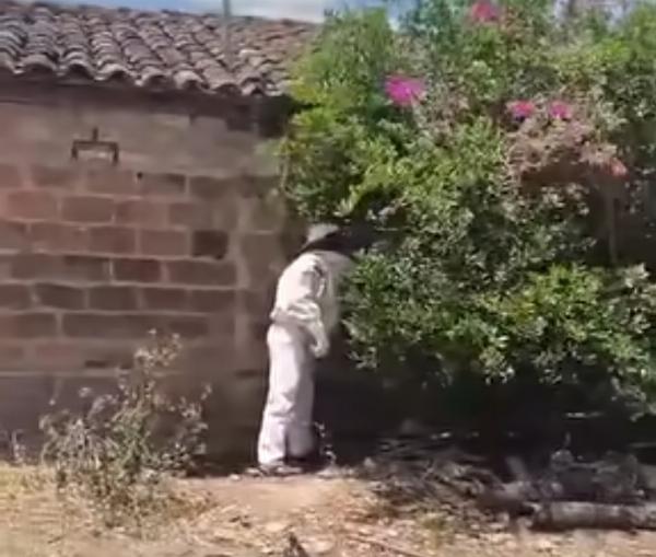 Três pessoas e um animal ficam feridos após ataque de abelhas em zona rural da BA; idoso segue internado