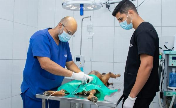 CAAT de Serrinha registra mais de 900 atendimentos e quase 700 castrações em 2025