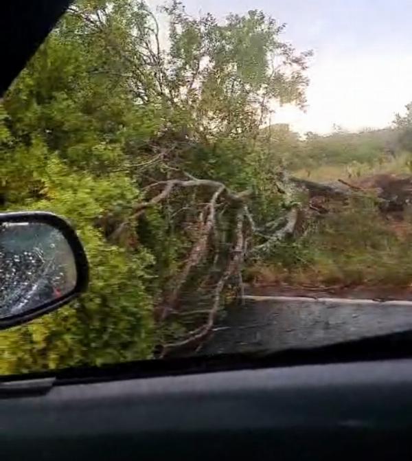 Chuva de granizo atinge cidades da região do Sisal e assusta moradores Moradores de ao menos cinco cidades da região do Sisal foram surpreendidos por chuva de granizo registrada entre sábado (3) e domingo (4). Vídeos e fotos compartilhados nas redes sociais mostram a surpresa da população diante do fenômeno. Os registros foram feitos em localidades de Serrinha, Conceição do Coité, Santaluz, Queimadas e Lamarão. Nesta última cidade, inclusive, as pedras de gelo danificaram telhados e alguns imóveis foram tomados pela água da chuva. Em imagens divulgadas pelos moradores, é possivel ver pequenas pedras de gelo sendo recolhidas dentro de casas e em vias públicas. O fenômeno foi registrado após uma forte onda de calor. Em Queimadas, a chuva de granizo ocorreu no povoado do Rio do Peixe, onde faltou energia elétrica no sábado (3), devido aos fortes ventos. Já em Santaluz, motoristas precisaram parar os veículos às margens da BA-120 por conta da baixa visibilidade. Em Serrinha, além da queda de granizo em localidades como Alto de Fora, Entrocamento de Ichu e Alto da Bandeira, as fortes rajadas de vento destelharam casas, derrubaram árvores e danificaram estruturas. Apesar dos prejuízos materiais, não houve registro de feridos. O granizo é caracterizado por pedras de gelo que se formam em nuvens de grande extensão vertical, chamadas de cumulonimbus. Elas são comuns após dias muito quentes e possuem temperatura abaixo de zero grau, o que contribui para a formação de gelo.