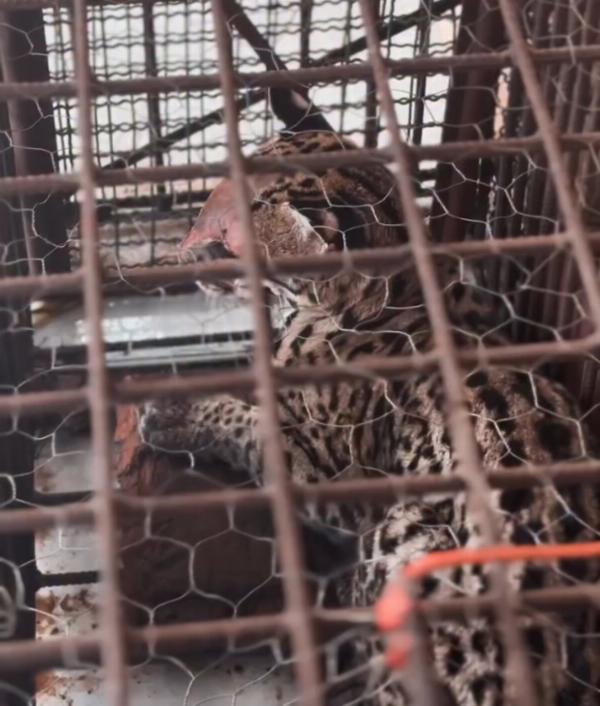 Com queimaduras, Jaguatirica é resgatada em distrito de Valente