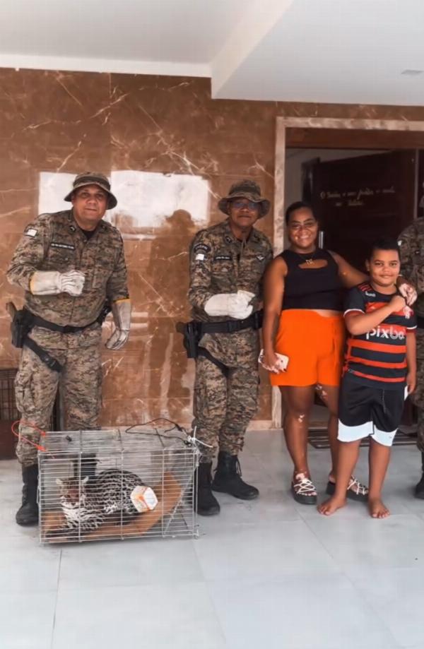 Com queimaduras, Jaguatirica é resgatada em distrito de Valente