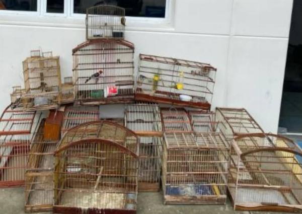 CETO resgata aves silvestres e apreende quse 20 gaiolas em Serrinha