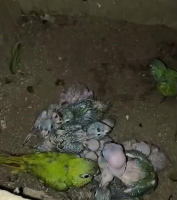 PF cumpre mandado em Jeremoabo em operação contra tráfico internacional de animais