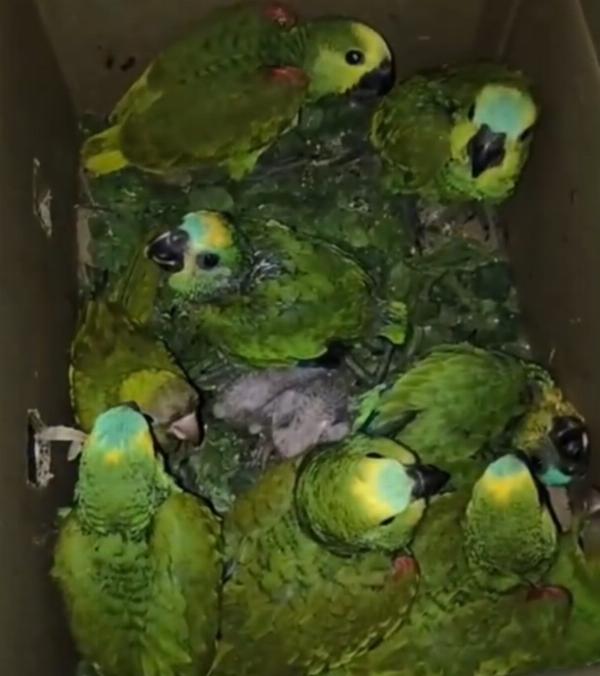 PF cumpre mandado em Jeremoabo em operação contra tráfico internacional de animais