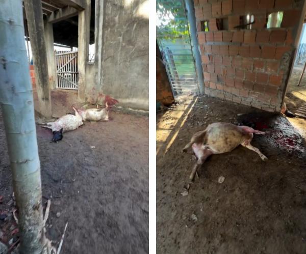 Serrinha: Cães atacam rebanho e matam 13 ovelhas em propriedade de secretário municipal