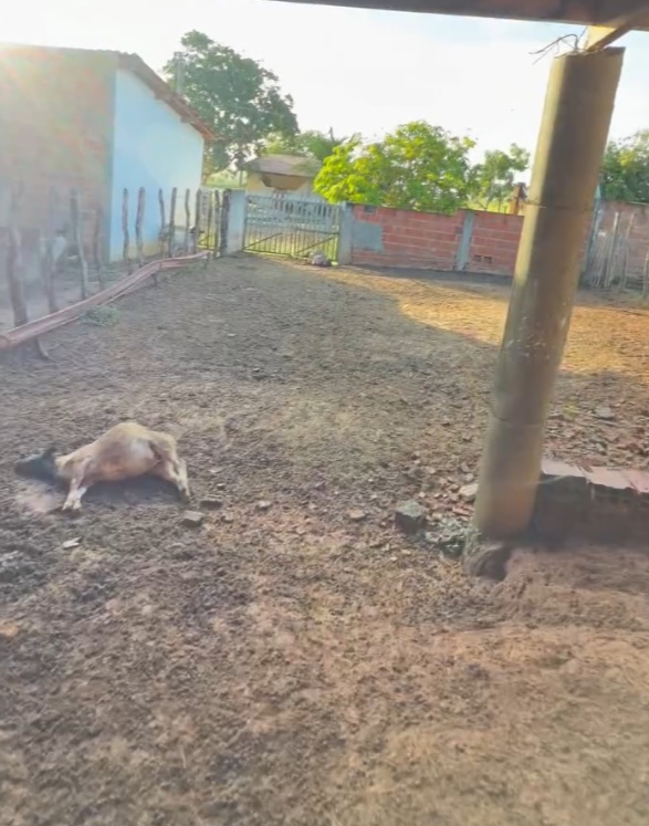 Serrinha: Cães atacam rebanho e matam 13 ovelhas em propriedade de secretário municipal