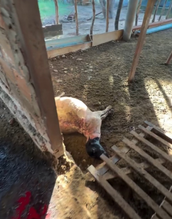 Serrinha: Cães atacam rebanho e matam 13 ovelhas em propriedade de secretário municipal
