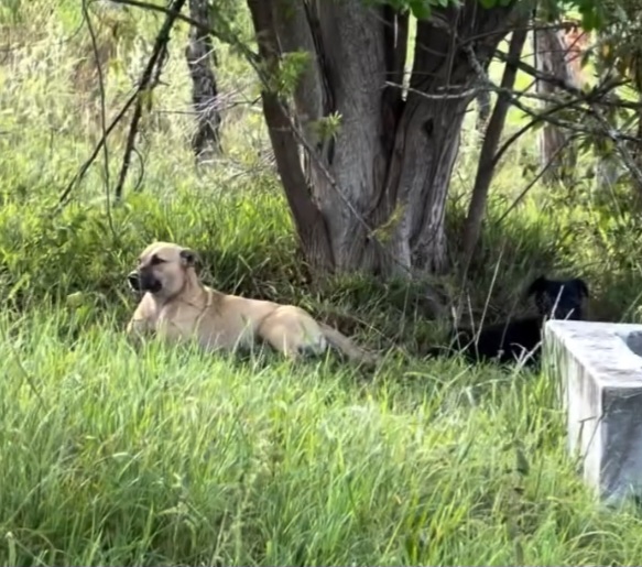 Serrinha: Cães atacam rebanho e matam 13 ovelhas em propriedade de secretário municipal