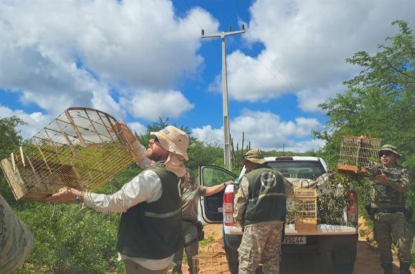 Mais de 100 aves silvestres são resgatadas de cativeiros em Jeremoabo e Cícero Dantas